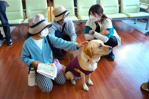 盲導犬