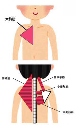 胸