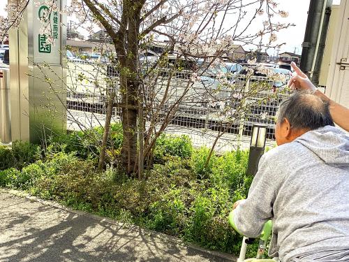 hanami3