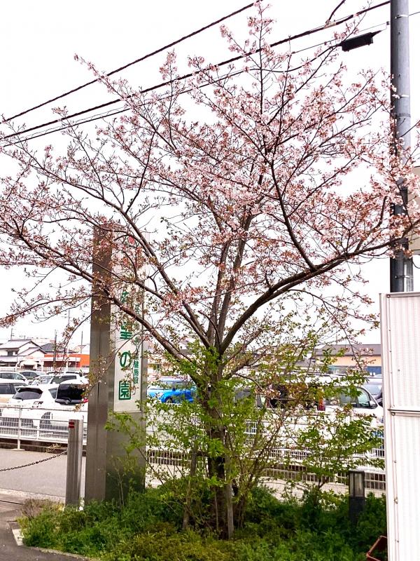sakura