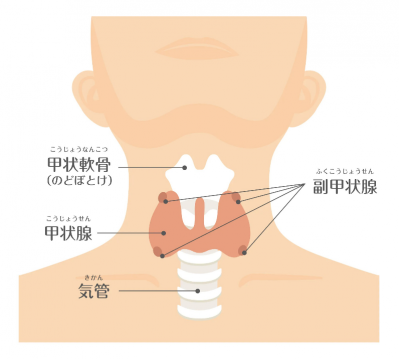 副甲状腺について